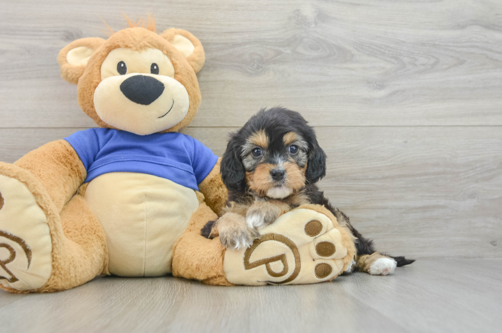 7 week old Cavapoo Puppy For Sale - Florida Fur Babies