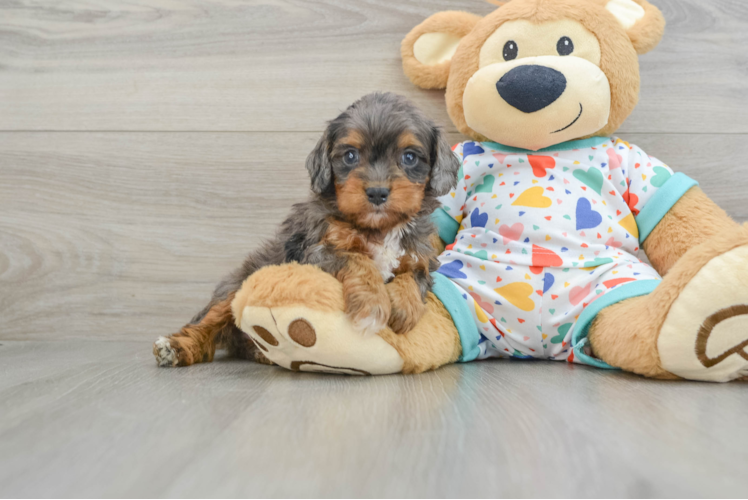 Playful Cavapoodle Poodle Mix Puppy