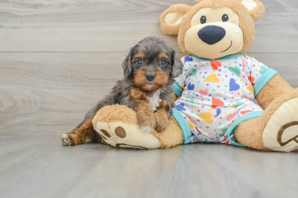 7 week old Cavapoo Puppy For Sale - Florida Fur Babies