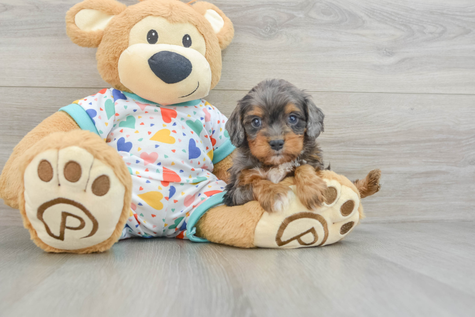 Small Cavapoo Baby