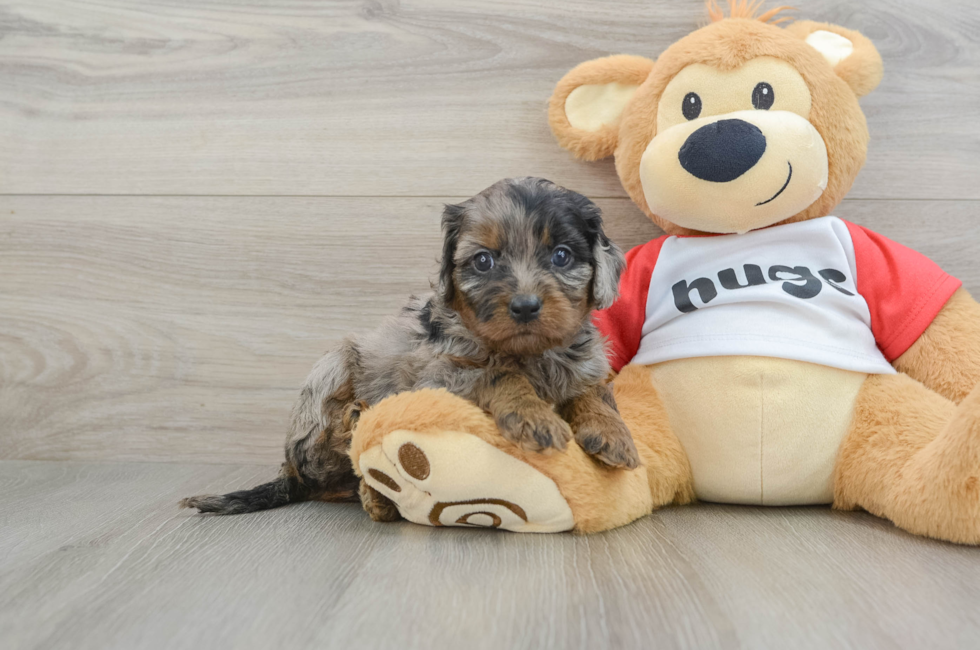 6 week old Cavapoo Puppy For Sale - Florida Fur Babies