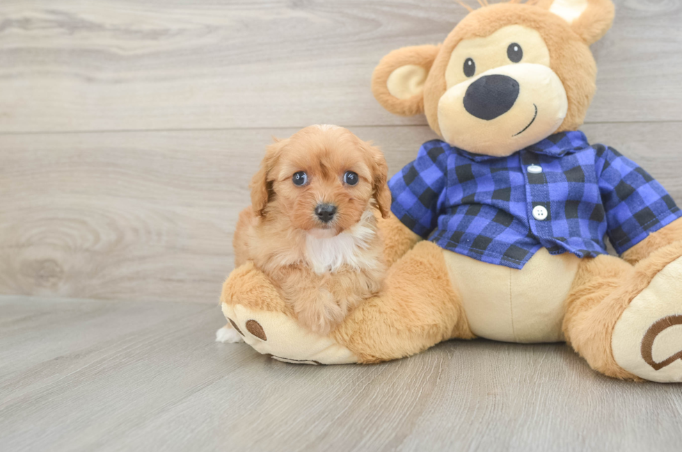 6 week old Cavapoo Puppy For Sale - Florida Fur Babies