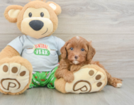 8 week old Cavapoo Puppy For Sale - Florida Fur Babies