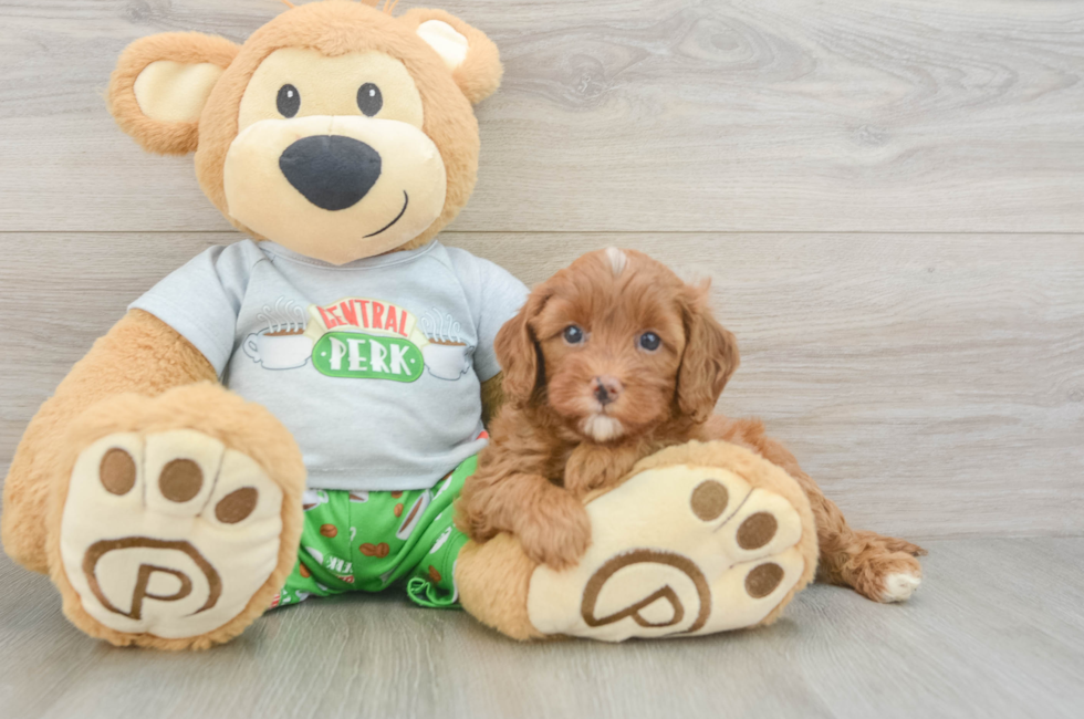 5 week old Cavapoo Puppy For Sale - Florida Fur Babies