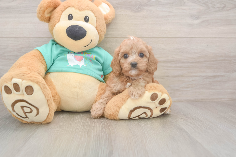 5 week old Cavapoo Puppy For Sale - Florida Fur Babies