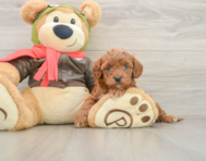 8 week old Cavapoo Puppy For Sale - Florida Fur Babies