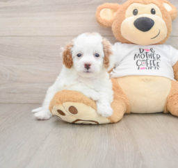 7 week old Cavapoo Puppy For Sale - Florida Fur Babies