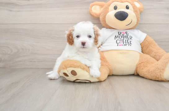 Friendly Cavapoo Baby