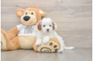 Best Cavapoo Baby