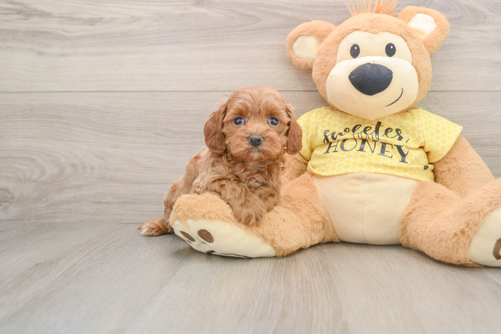 Cavapoo Puppy for Adoption