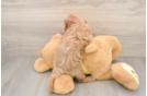Happy Cavapoo Baby