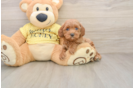 Best Cavapoo Baby