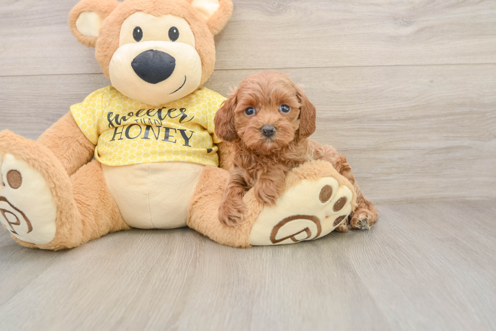 Best Cavapoo Baby