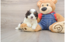 Playful Cavapoodle Poodle Mix Puppy