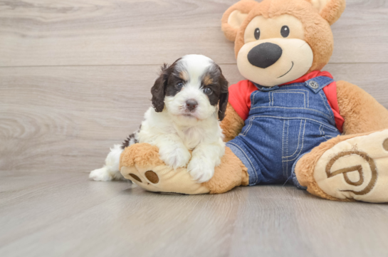 Playful Cavapoodle Poodle Mix Puppy
