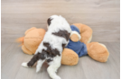 Cavapoo Pup Being Cute