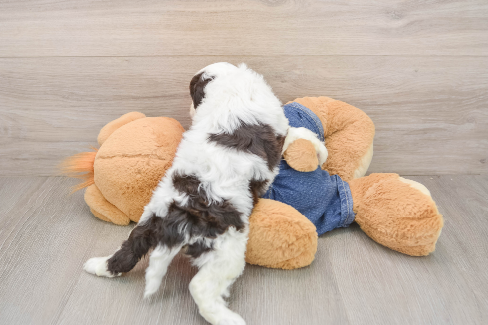 Cavapoo Pup Being Cute