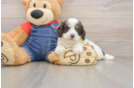 Petite Cavapoo Poodle Mix Pup