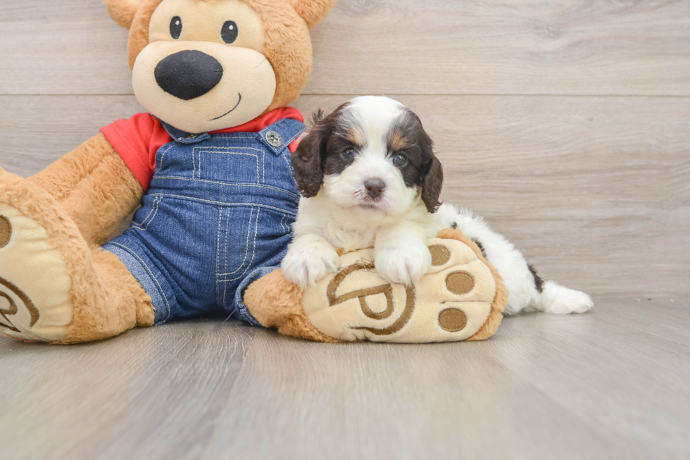 Petite Cavapoo Poodle Mix Pup