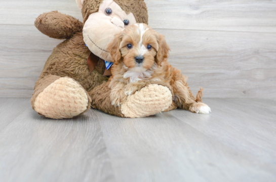 31 week old Cavapoo Puppy For Sale - Florida Fur Babies