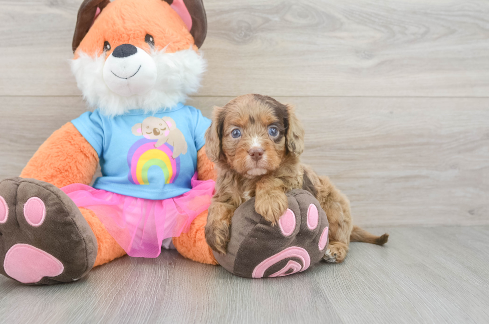 5 week old Cavapoo Puppy For Sale - Florida Fur Babies