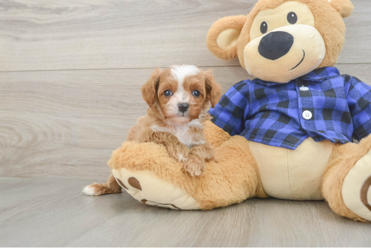 Small Cavapoo Baby