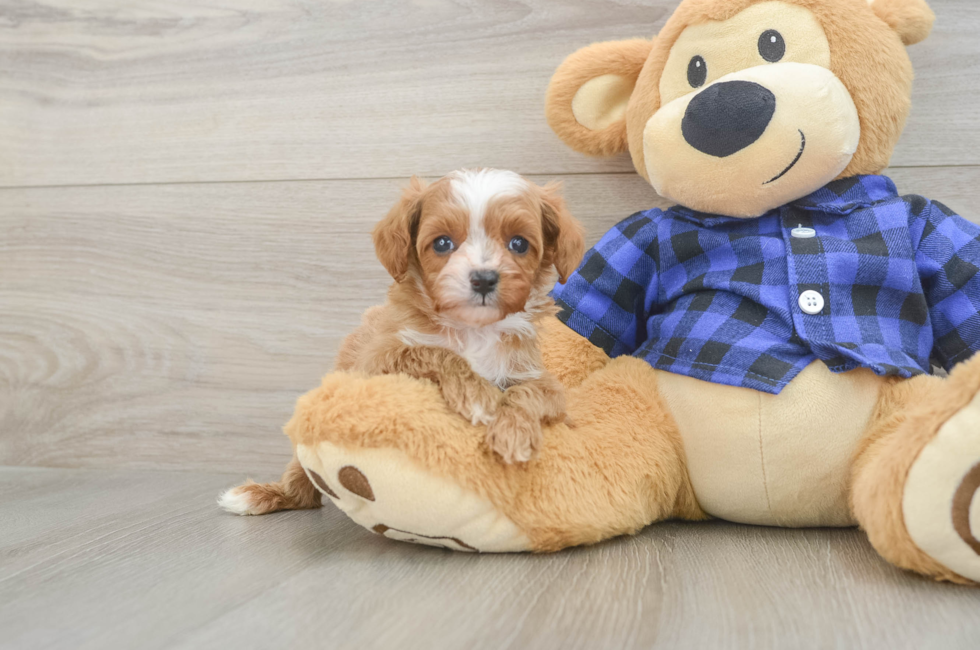 6 week old Cavapoo Puppy For Sale - Florida Fur Babies