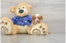 Cavapoo Pup Being Cute
