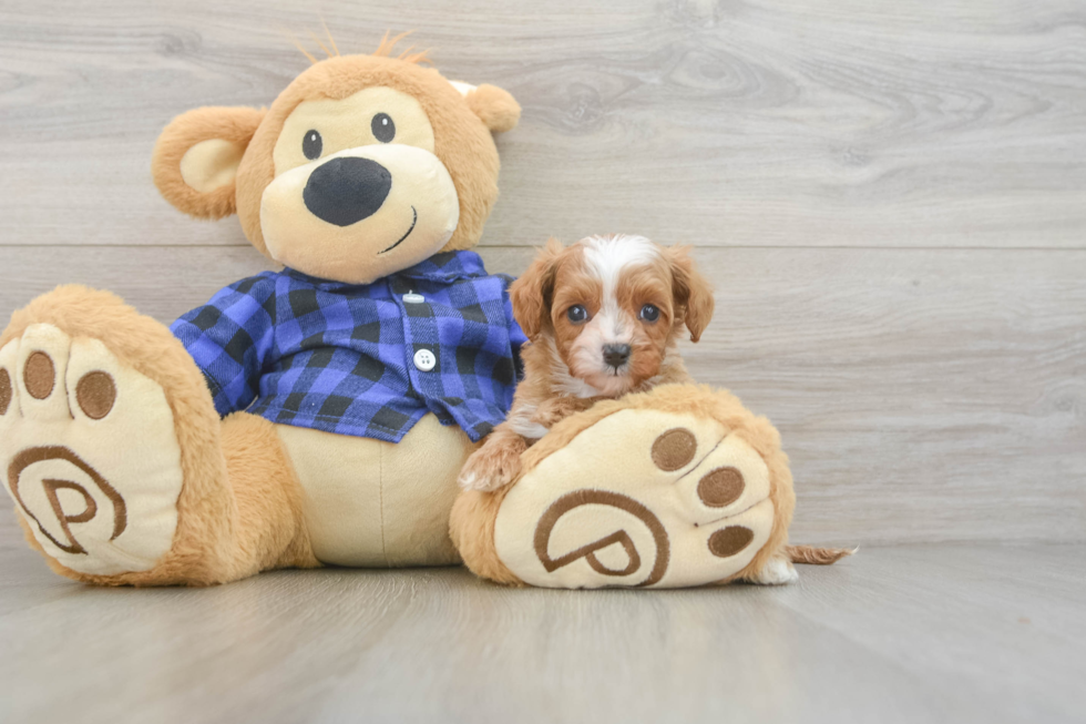 Cavapoo Pup Being Cute