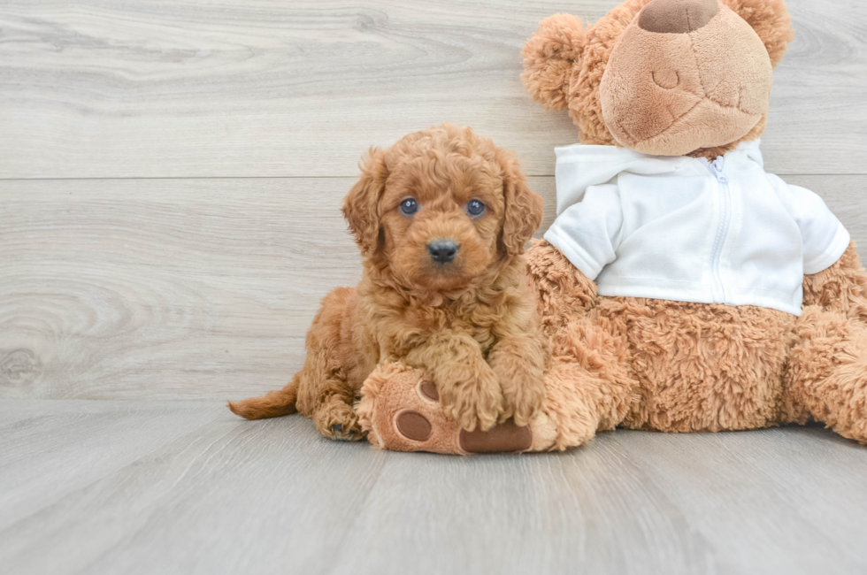 7 week old Cavapoo Puppy For Sale - Florida Fur Babies