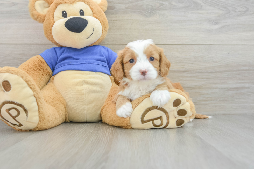 Cavapoo Pup Being Cute