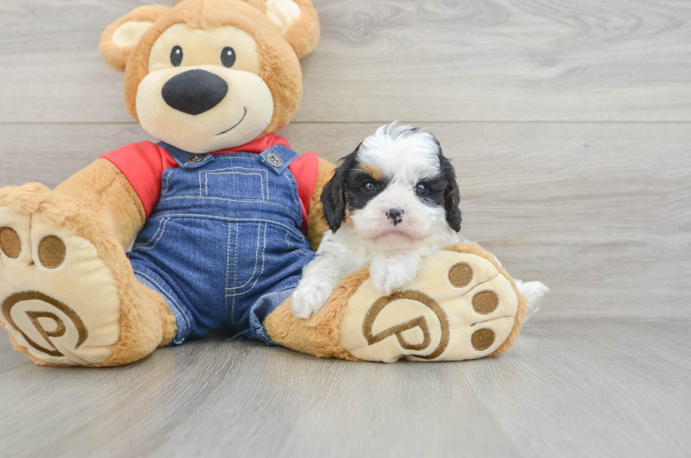 6 week old Cavapoo Puppy For Sale - Florida Fur Babies