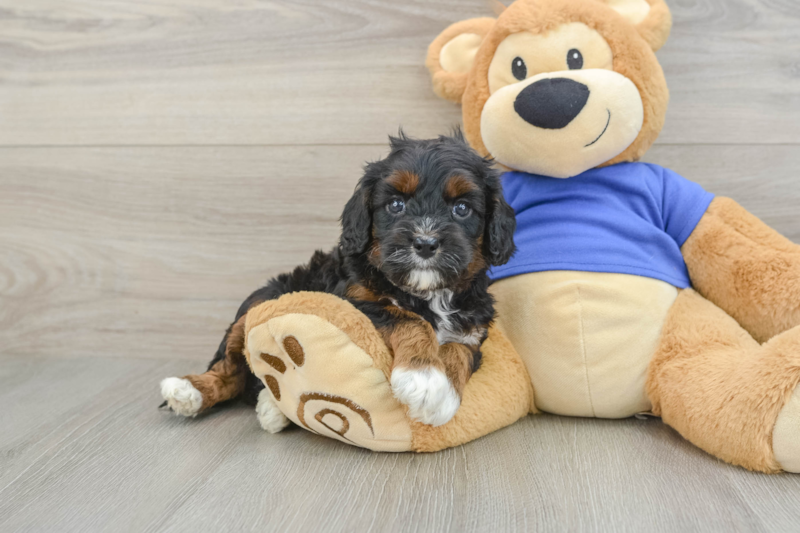 Meet Trenton - our Cavapoo Puppy Photo 1/3 - Florida Fur Babies