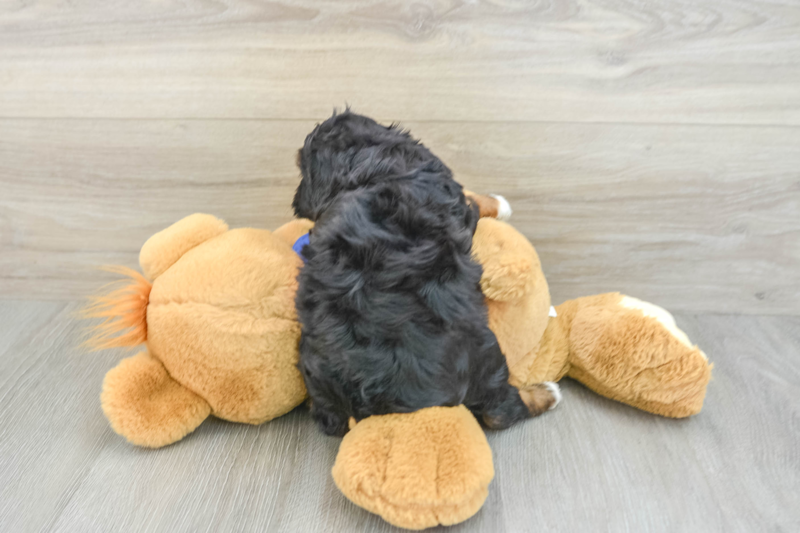 Meet Trenton - our Cavapoo Puppy Photo 2/3 - Florida Fur Babies