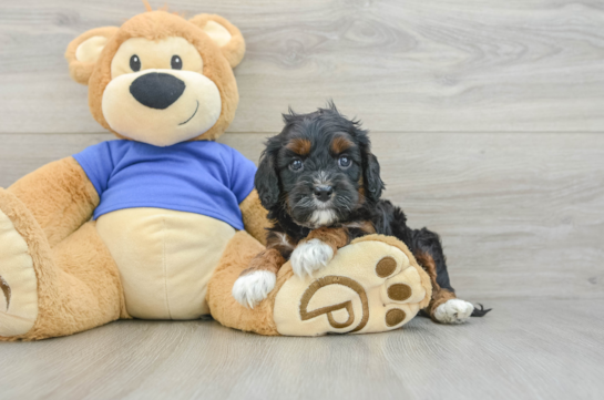 Sweet Cavapoo Baby
