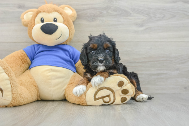 Meet Trenton - our Cavapoo Puppy Photo 3/3 - Florida Fur Babies