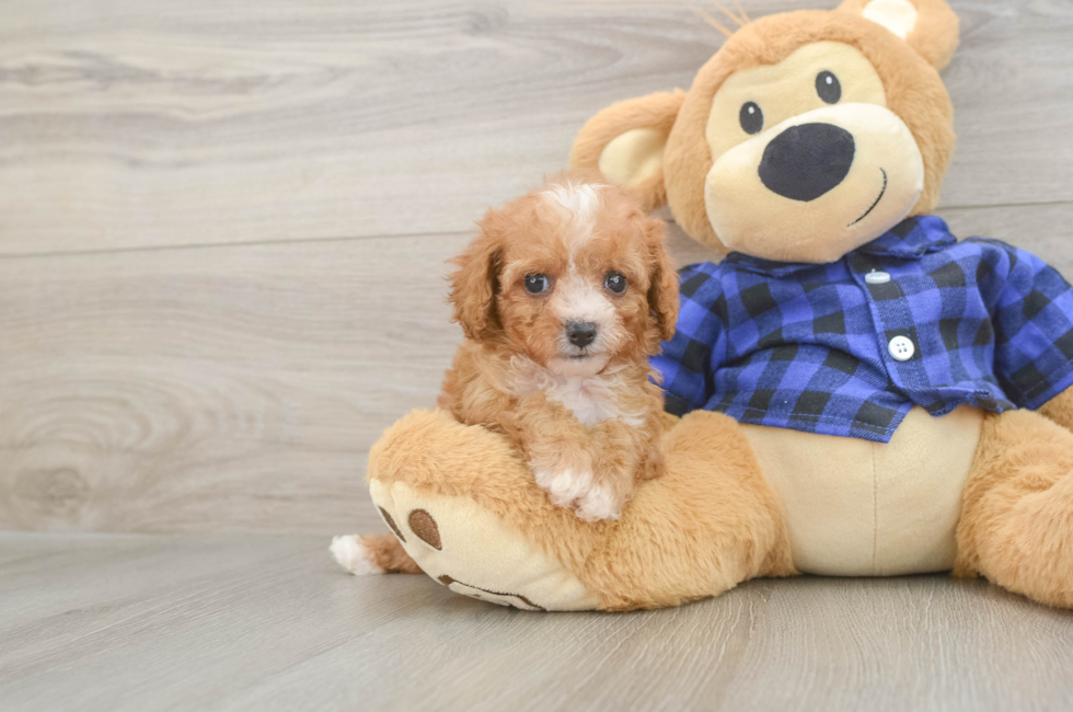 6 week old Cavapoo Puppy For Sale - Florida Fur Babies