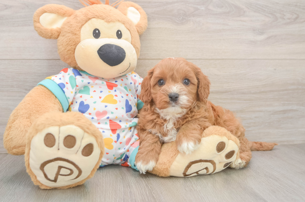 6 week old Cavapoo Puppy For Sale - Florida Fur Babies