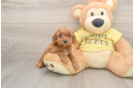 Best Cavapoo Baby