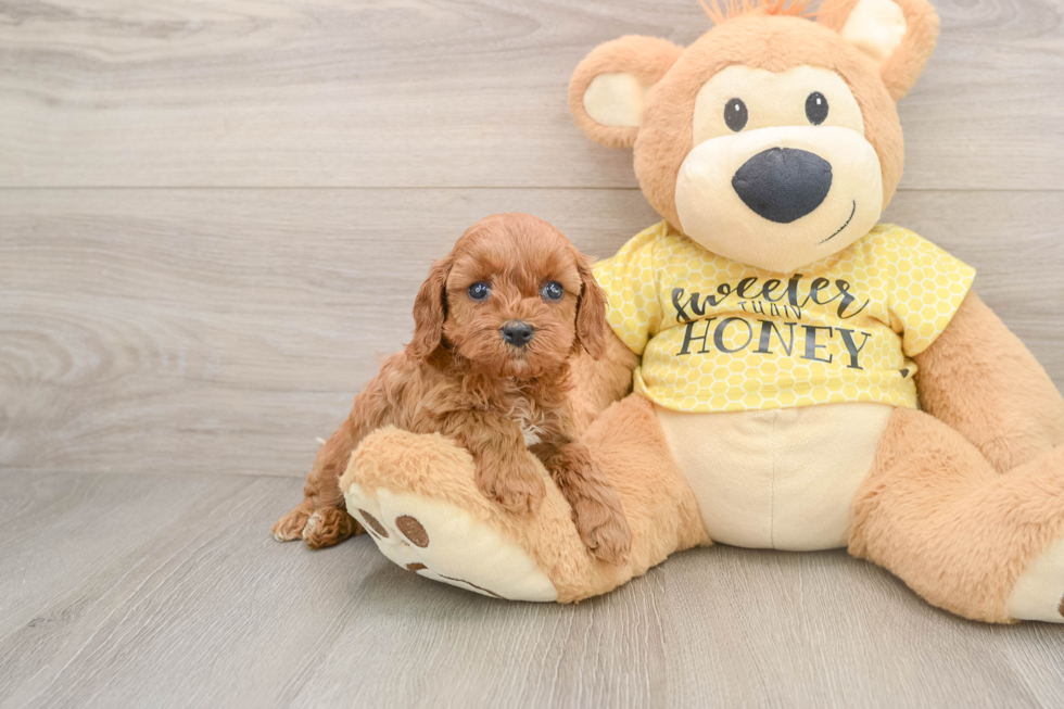 Best Cavapoo Baby
