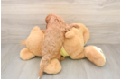 Popular Cavapoo Poodle Mix Pup