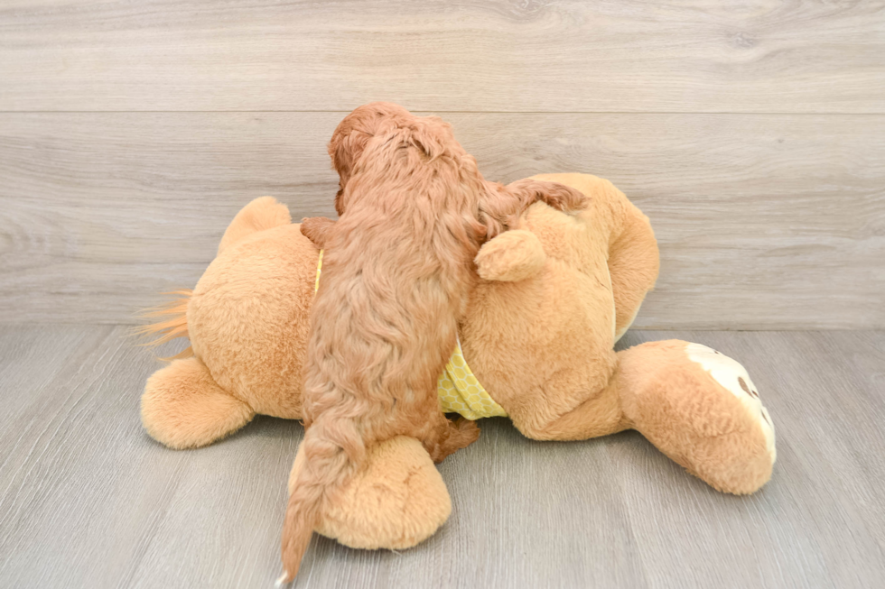 Popular Cavapoo Poodle Mix Pup