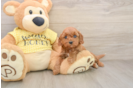 Funny Cavapoo Poodle Mix Pup