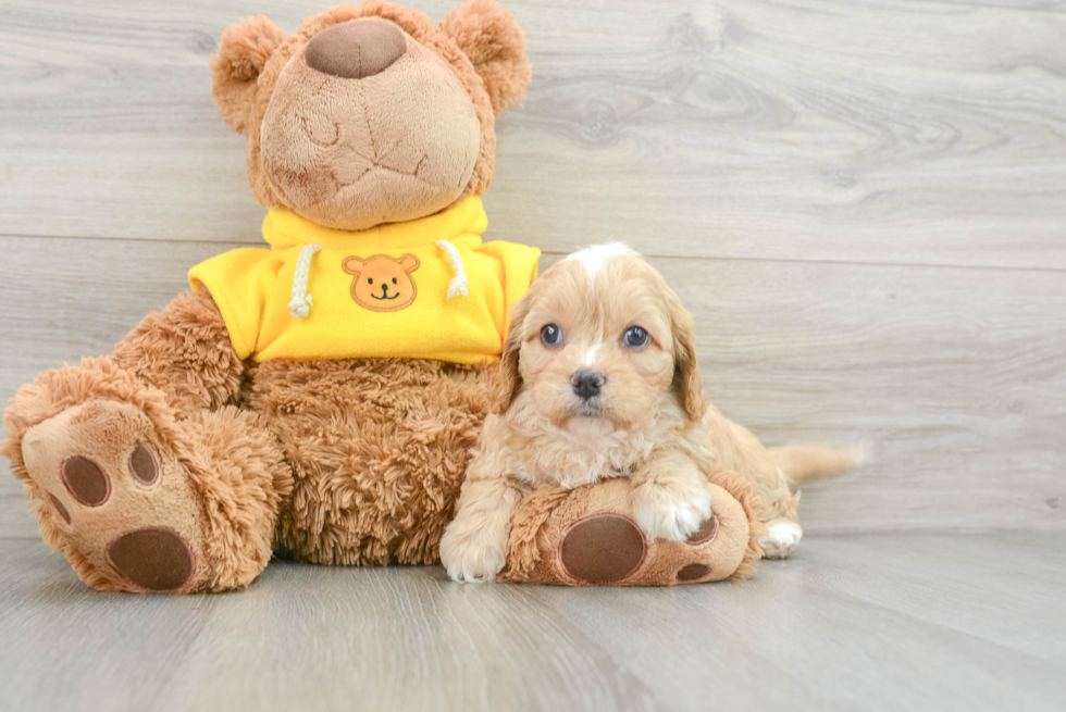 Smart Cavapoo Poodle Mix Pup