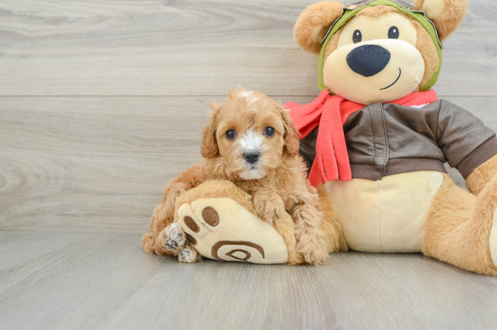 6 week old Cavapoo Puppy For Sale - Florida Fur Babies