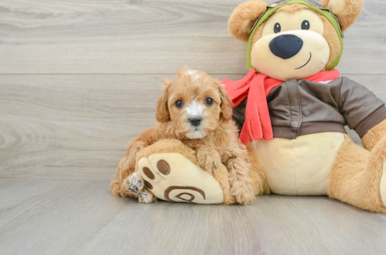 Best Cavapoo Baby