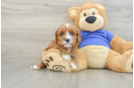 Cavapoo Puppy for Adoption