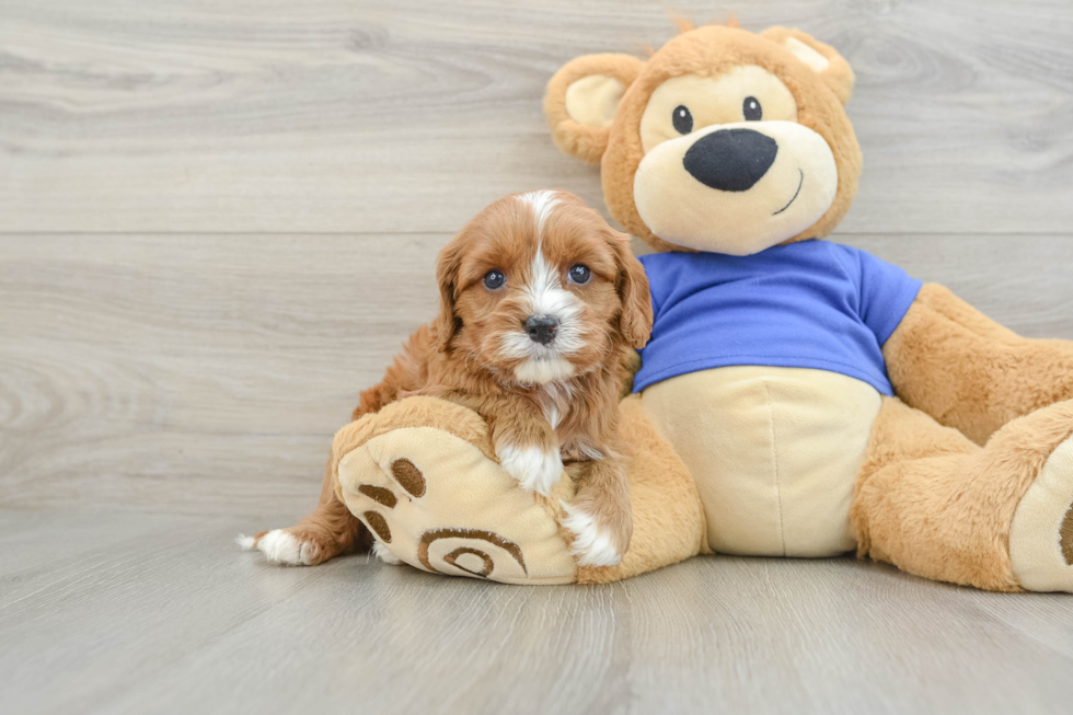 Cavapoo Puppy for Adoption