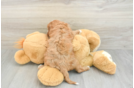 Smart Cavapoo Poodle Mix Pup