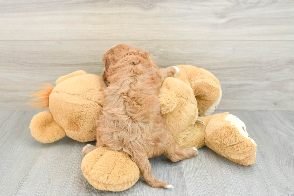 Smart Cavapoo Poodle Mix Pup